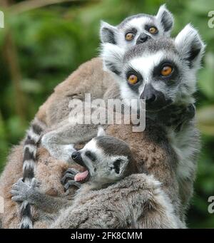 RING TAILED LEMUR CLAIRE ZEIGT IHRE ZWILLINGE IM MARWELL ZOO, HAMPSHIRE.. SIE SIND DIE DRITTE GRUPPE VON LEMURENZWILLINGEN, DIE IN DIESEM JAHR IN MARWELL GEBOREN WURDEN. DIE NUR IN FREIER WILDBAHN AUF MADAGASKAR GEFUNDENEN RINGSCHWANZLEMUREN SIND DURCH DIE ZERSTÖRUNG DER WÄLDER ZUNEHMEND BEDROHT. MARWELL'S BILL HALL SAGTE: 'WIR KÄMPFEN UM DIE RETTUNG DER LEMUREN, DESHALB SIND ZUCHTPROGRAMME WIE UNSERE UNERLÄSSLICH' PIC. MIKE WALKER, 2002 Stockfoto