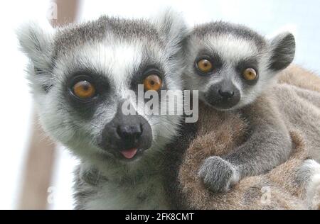 RING TAILED LEMUR CLAIRE ZEIGT IHRE ZWILLINGE IM MARWELL ZOO, HAMPSHIRE.. SIE SIND DIE DRITTE GRUPPE VON LEMURENZWILLINGEN, DIE IN DIESEM JAHR IN MARWELL GEBOREN WURDEN. DIE NUR IN FREIER WILDBAHN AUF MADAGASKAR GEFUNDENEN RINGSCHWANZLEMUREN SIND DURCH DIE ZERSTÖRUNG DER WÄLDER ZUNEHMEND BEDROHT. MARWELL'S BILL HALL SAGTE: 'WIR KÄMPFEN UM DIE RETTUNG DER LEMUREN, DESHALB SIND ZUCHTPROGRAMME WIE UNSERE UNERLÄSSLICH' PIC. MIKE WALKER, 2002 Stockfoto
