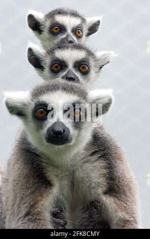 RING TAILED LEMUR CLAIRE ZEIGT IHRE ZWILLINGE IM MARWELL ZOO, HAMPSHIRE.. SIE SIND DIE DRITTE GRUPPE VON LEMURENZWILLINGEN, DIE IN DIESEM JAHR IN MARWELL GEBOREN WURDEN. DIE NUR IN FREIER WILDBAHN AUF MADAGASKAR GEFUNDENEN RINGSCHWANZLEMUREN SIND DURCH DIE ZERSTÖRUNG DER WÄLDER ZUNEHMEND BEDROHT. MARWELL'S BILL HALL SAGTE: 'WIR KÄMPFEN UM DIE RETTUNG DER LEMUREN, DESHALB SIND ZUCHTPROGRAMME WIE UNSERE UNERLÄSSLICH' PIC. MIKE WALKER, 2002 Stockfoto