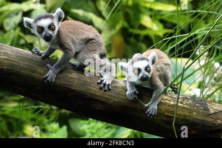 RING TAILED LEMUR CLAIRE ZEIGT IHRE ZWILLINGE IM MARWELL ZOO, HAMPSHIRE.. SIE SIND DIE DRITTE GRUPPE VON LEMURENZWILLINGEN, DIE IN DIESEM JAHR IN MARWELL GEBOREN WURDEN. DIE NUR IN FREIER WILDBAHN AUF MADAGASKAR GEFUNDENEN RINGSCHWANZLEMUREN SIND DURCH DIE ZERSTÖRUNG DER WÄLDER ZUNEHMEND BEDROHT. MARWELL'S BILL HALL SAGTE: 'WIR KÄMPFEN UM DIE RETTUNG DER LEMUREN, DESHALB SIND ZUCHTPROGRAMME WIE UNSERE UNERLÄSSLICH' PIC. MIKE WALKER, 2002 Stockfoto