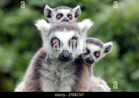 RING TAILED LEMUR CLAIRE ZEIGT IHRE ZWILLINGE IM MARWELL ZOO, HAMPSHIRE.. SIE SIND DIE DRITTE GRUPPE VON LEMURENZWILLINGEN, DIE IN DIESEM JAHR IN MARWELL GEBOREN WURDEN. DIE NUR IN FREIER WILDBAHN AUF MADAGASKAR GEFUNDENEN RINGSCHWANZLEMUREN SIND DURCH DIE ZERSTÖRUNG DER WÄLDER ZUNEHMEND BEDROHT. MARWELL'S BILL HALL SAGTE: 'WIR KÄMPFEN UM DIE RETTUNG DER LEMUREN, DESHALB SIND ZUCHTPROGRAMME WIE UNSERE UNERLÄSSLICH' PIC. MIKE WALKER, 2002 Stockfoto