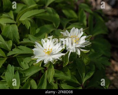 Ein Abschluss von 2 halb-doppelt weiß fleckig grünen Blüten von Anemone nemerosa 'Yerda Ramusem Stockfoto