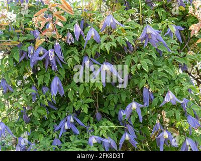 Eine Gruppe der zierlich hängenden blauen Blüten von Clematis Alpna Blue Dancer Stockfoto