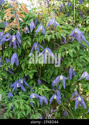 Eine Gruppe der zierlich hängenden blauen Blüten von Clematis Alpna Blue Dancer Stockfoto