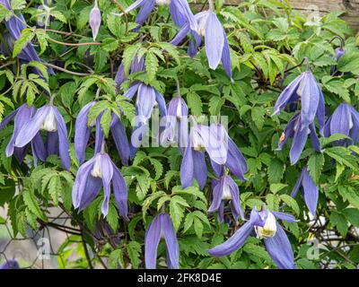 Eine Gruppe der zierlich hängenden blauen Blüten von Clematis Alpna Blue Dancer Stockfoto