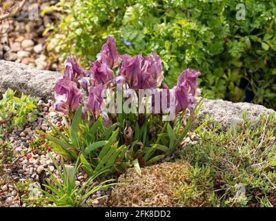 Der Zwerg lila blühte Iris suaveolens blühte am Rand des Waschbeckengartens. Stockfoto