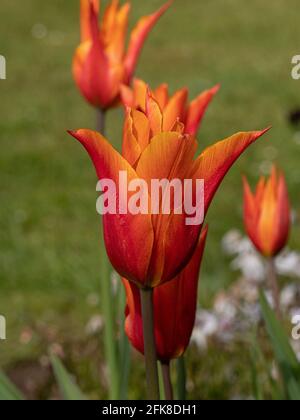Eine Nahaufnahme einer Gruppe von Blumen der Orange Tulip Ballerina Stockfoto