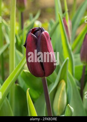 Eine Nahaufnahme eines einzelnen Stiels aus dunklem kastanienviolett Tulip Continental Stockfoto