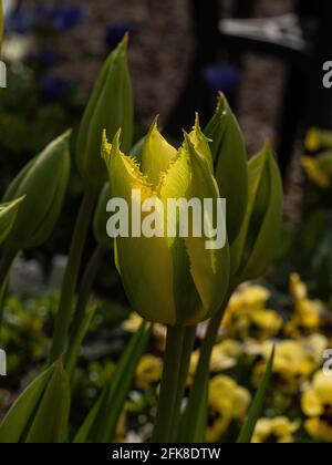 Eine Nahaufnahme einer einzigen Blume des Gelbfärbens Und grüne viridiflora tulip Green Mile Stockfoto