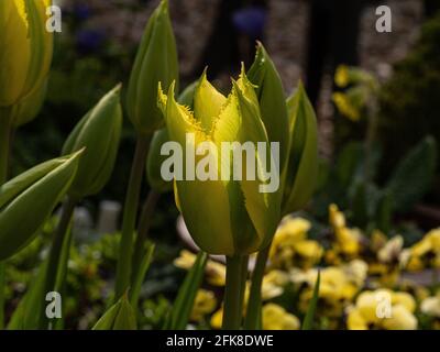 Eine Nahaufnahme einer einzigen Blume des Gelbfärbens Und grüne viridiflora tulip Green Mile Stockfoto