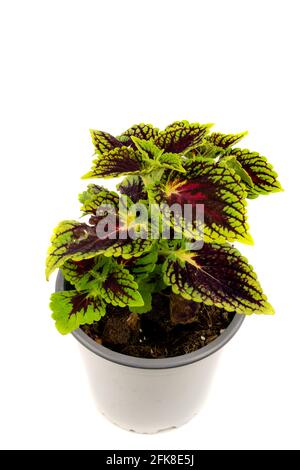 plectranthus scutellarioides in weißem Topf auf weißem Hintergrund, Draufsicht Stockfoto