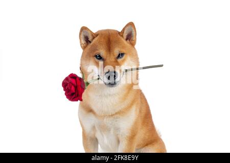 Red shiba inu japanischer Hund im Studio Stockfoto