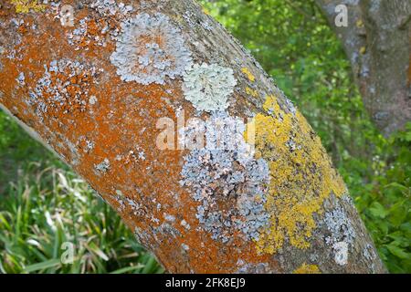 Flechten wachsen auf Baumstamm. Dorset, Großbritannien. Stockfoto