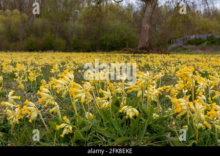 Kuhblumen (Primula veris) blühen im Frühling im Trumpington Meadows Country Park, Cambridge, Großbritannien. Stockfoto