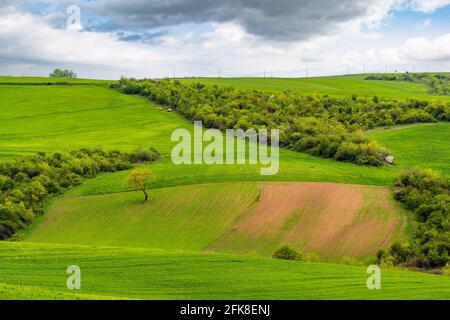 Grüne Felder auf Hügeln Stockfoto