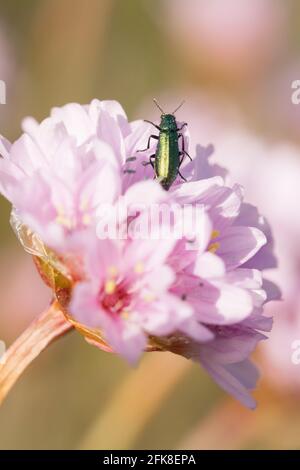 Blumenkäfer auf Thrift aka Sea Pinks (Armeria maritima). Dorset, Großbritannien. Stockfoto