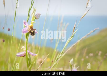 Bienenorchidee (Ophrys apifera) auf Küstenunterland. Dorset, Großbritannien. Stockfoto