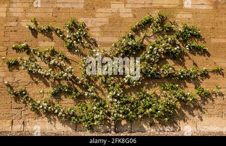 Haddington, East Lothian, Schottland, Großbritannien, 29. April 2021. UK Wetter: apfelbaum blüht auf Amisfield ummauerten Garten. Im Garten aus dem 18. Jahrhundert beginnt der Espalier-Obstbaum gerade zu blühen Stockfoto