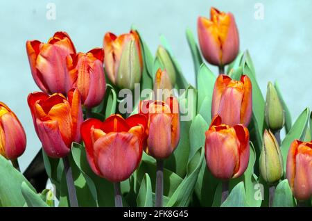Tulipa Annie Schilder Stockfoto