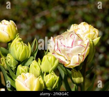 Tulip Shirley Doppelzimmer Stockfoto