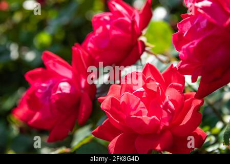 Nahaufnahme eines leuchtend roten Knock-out-Rosen in einem Metro Atlanta Community Blumen- und Gemüsegarten. (USA) Stockfoto