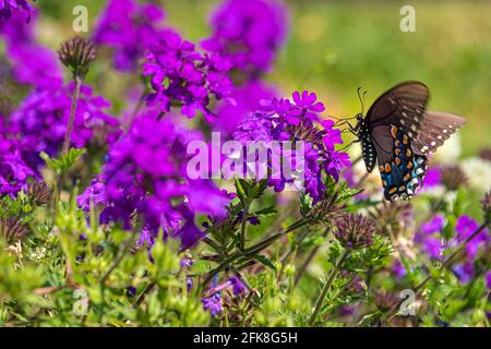 Schwarzer Schwalbenschwanz (Papilio polyxenes) Schmetterling auf violetten Blüten im Community Garden @ Snellville in Snellville, Georgia. (USA) Stockfoto