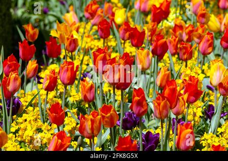 Gemischte Tulpenbepflanzung Burnby Hall Gardens Pocklington Stockfoto