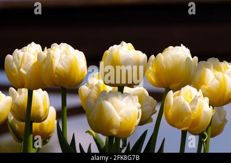 Tulpe Flaming Evita Stockfoto