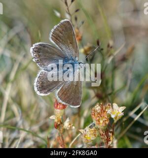 Eros blau oder Gemeine Wiese blau (Polyommatus Eros) Stockfoto