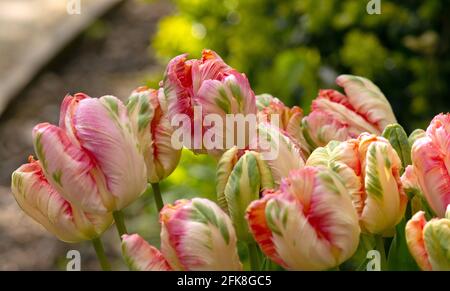 Papagei Tulpe Apricot Stockfoto