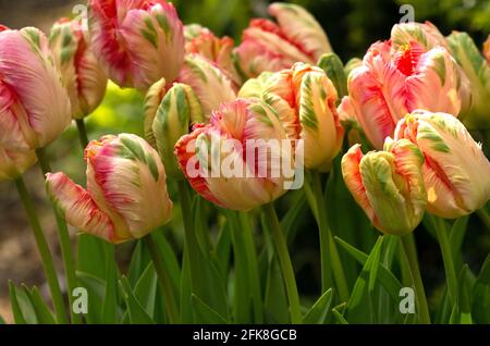 Papagei Tulpe Apricot Stockfoto