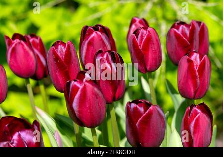 Tulpe National Velvet Stockfoto