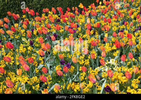 Tulpen El Nino und Purple Rain mit gelben Wandblumen Stockfoto