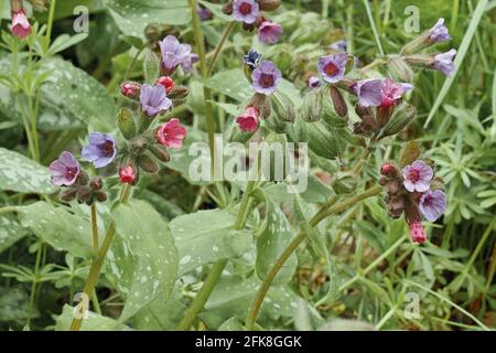 Lungworts, Pulmonaria officinalis, Boraginaceae, blühende Pflanzen Stockfoto