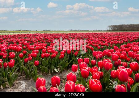 Schöne Tulpenfelder mit bunten Tulpen auf dem Ackerland in der Landschaft von Nordholland, den Niederlanden Stockfoto