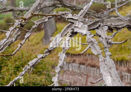Süßgummi-Baum (Liquidambar styraciflua) im Frühjahr ohne Blätter. Ungewöhnliche Zweige des Baumes. Stockfoto
