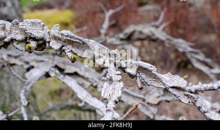 Süßgummi-Baum (Liquidambar styraciflua) im Frühjahr ohne Blätter. Ungewöhnliche Zweige des Baumes. Stockfoto
