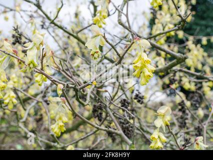 Willmott Winter Hazel (Corylopsis willmottiae) Stockfoto