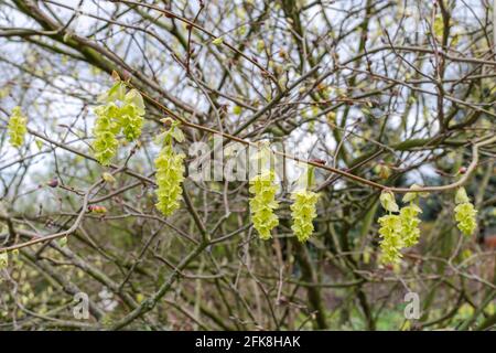 Willmott Winter Hazel (Corylopsis willmottiae) Stockfoto