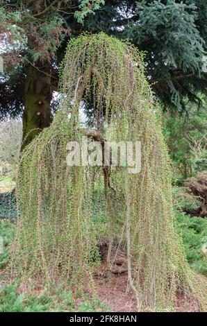 Larix kaempferi steif weinend Stockfoto