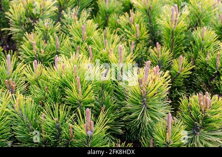 Pinus mugo Winter Gold Stockfoto