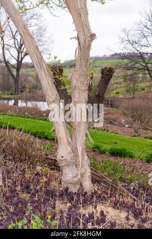 Heptacodium miconioides Baumstamm im Frühjahr Stockfoto