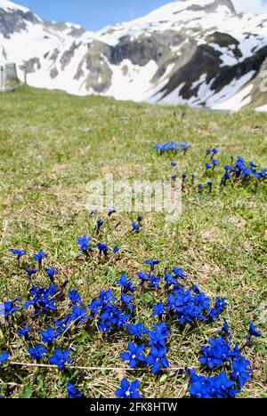 Dunkelblaue Frühlings-Enzianblüte (Gentiana Verna) nahe der Großglockner Hochalpenstraße (Großglockner-Hochalpenstraße) im Nationalpark hohe Tauern. Stockfoto