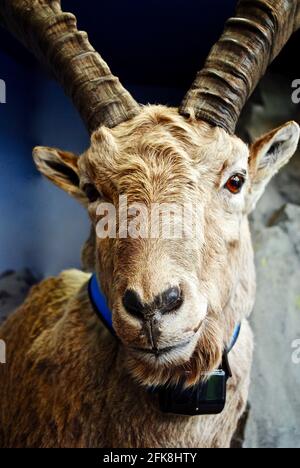 Ein Steinbock oder Steinbock ist eine in den Alpen lebende Wildziegenart mit einem Funkenhals. Das Hotel liegt im Nationalpark hohe Tauern, Österreich. Stockfoto