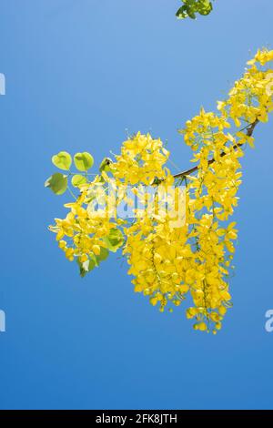 Ein Zweig mit gelben hängenden Blüten der Laburnum-Kette goldene Blumen (Laburnum anagyroides)im Hintergrund der tiefblaue Himmel in Mexiko Stockfoto