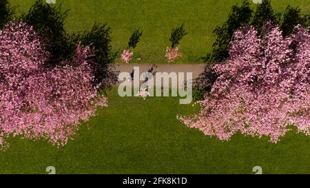 Luftbilder Edinburghs Wiesen, deren Kirschblüten in voller Blüte stehen. Kredit: Euan Cherry Stockfoto