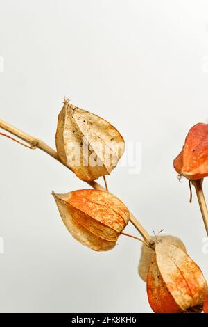 Trockene Alkekengi-Laternen. Bried blüht Physalis Stachelbeere. Heimtextilien. Handverlesener filigraner Ast. Boho Bouquet. Pädagogisches Stillleben für das Zeichnen Stockfoto