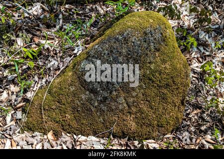 Ein großer, mit Moos bedeckter Naturstein liegt im Wald zwischen abgefallenen Blättern Stockfoto