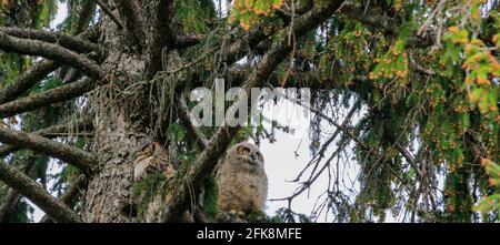 Eine große gehörnte Eule und ihr Eulchen sitzen in einem Baum in der Abenddämmerung bereitet sich auf die Jagd vor Stockfoto