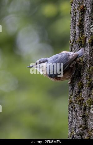 Kleiber (Sitta europaea) Stockfoto